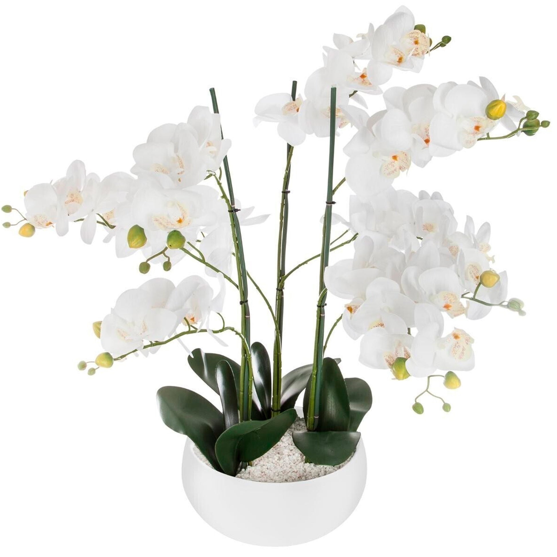 Orquídea Olla Cerámica Blanca H65_0