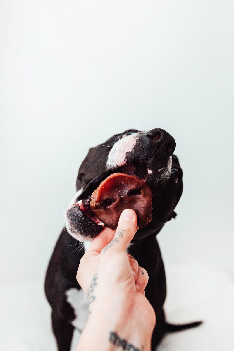Bimordiscos Morros De Cerdo Para Perros · 100g_3