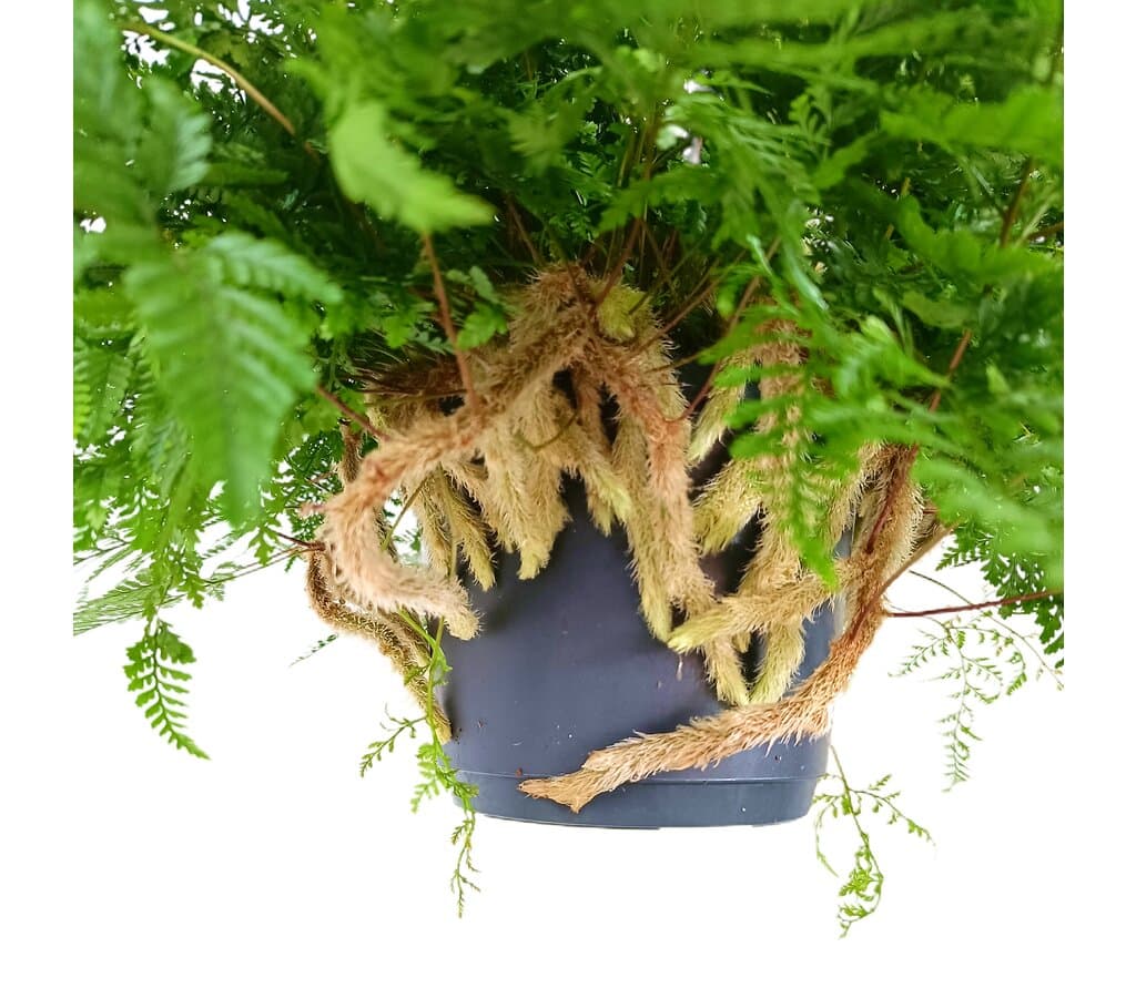 Davalia Humata M17 30cm (helecho Pata De Conejo)_1