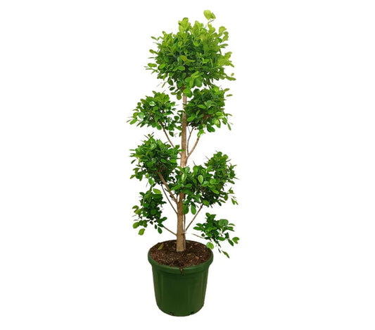 Ficus Microcarpa Moclame M50 200cm