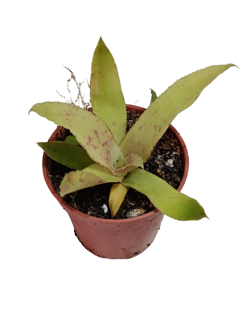 Neoregelia Amazon Mini Ø5 Bromelia Terrarios Planta Natural_0