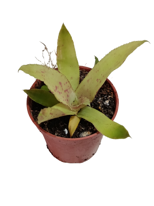 Neoregelia Amazon Mini Ø5 Bromelia Terrarios Planta Natural_0