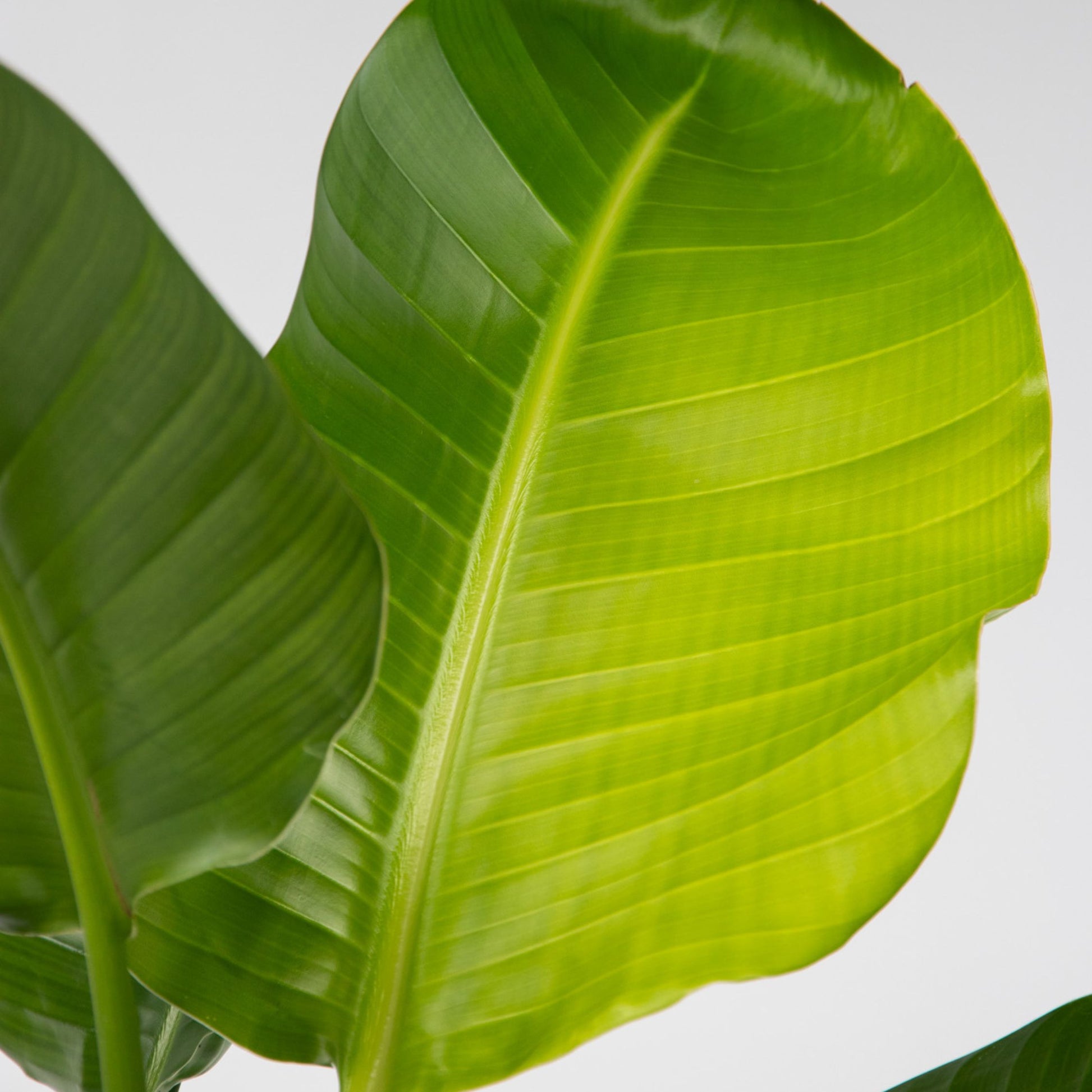 Flor Ave Del Paraíso - Strelitzia Nicolai - Altura 90-110cm - ⌀21cm