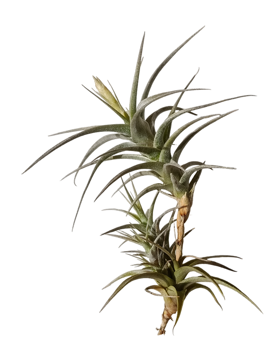 Tillandsia Latifolia Vivipara Planta Natural Clavel Del Aire_0