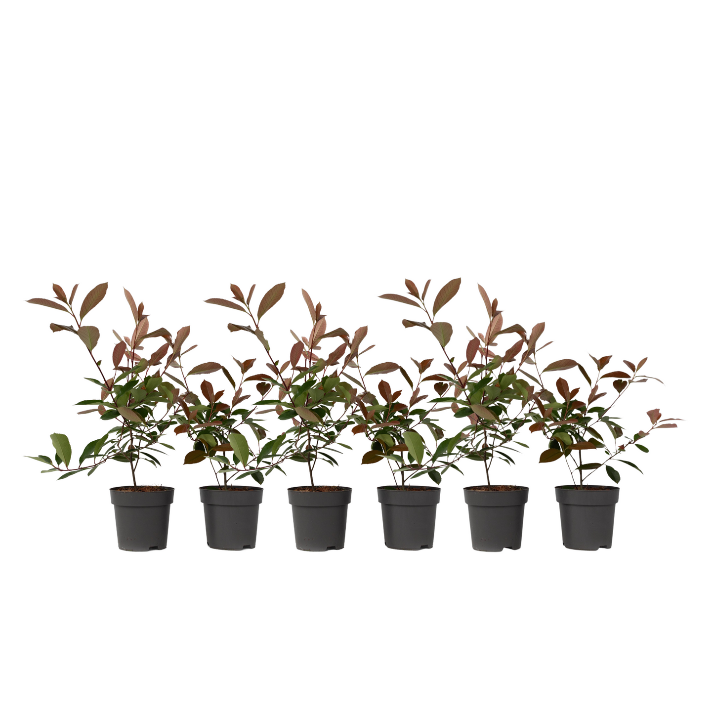 Fotinia - 6 Pzs - Photinia Fraseri 'red Robin' - Altura 30-40cm - ⌀17cm
