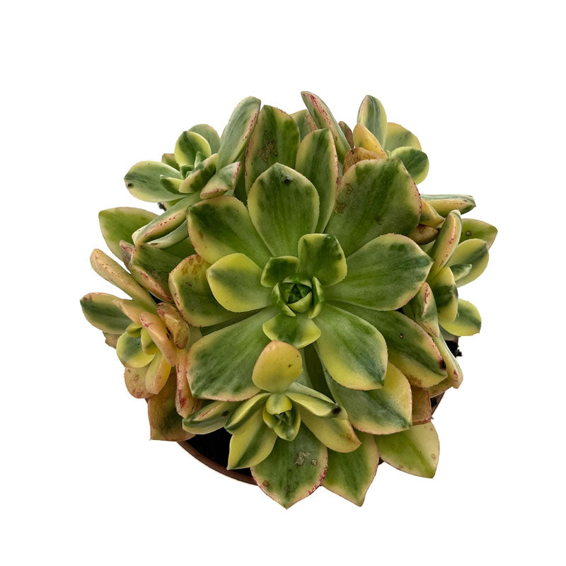 Aeonium Sweet Tea Cactus Y Suculentas M8,5 cm Ø_2