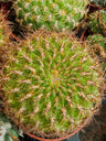 Lobivia Maximiliana Cactus Planta Suculenta