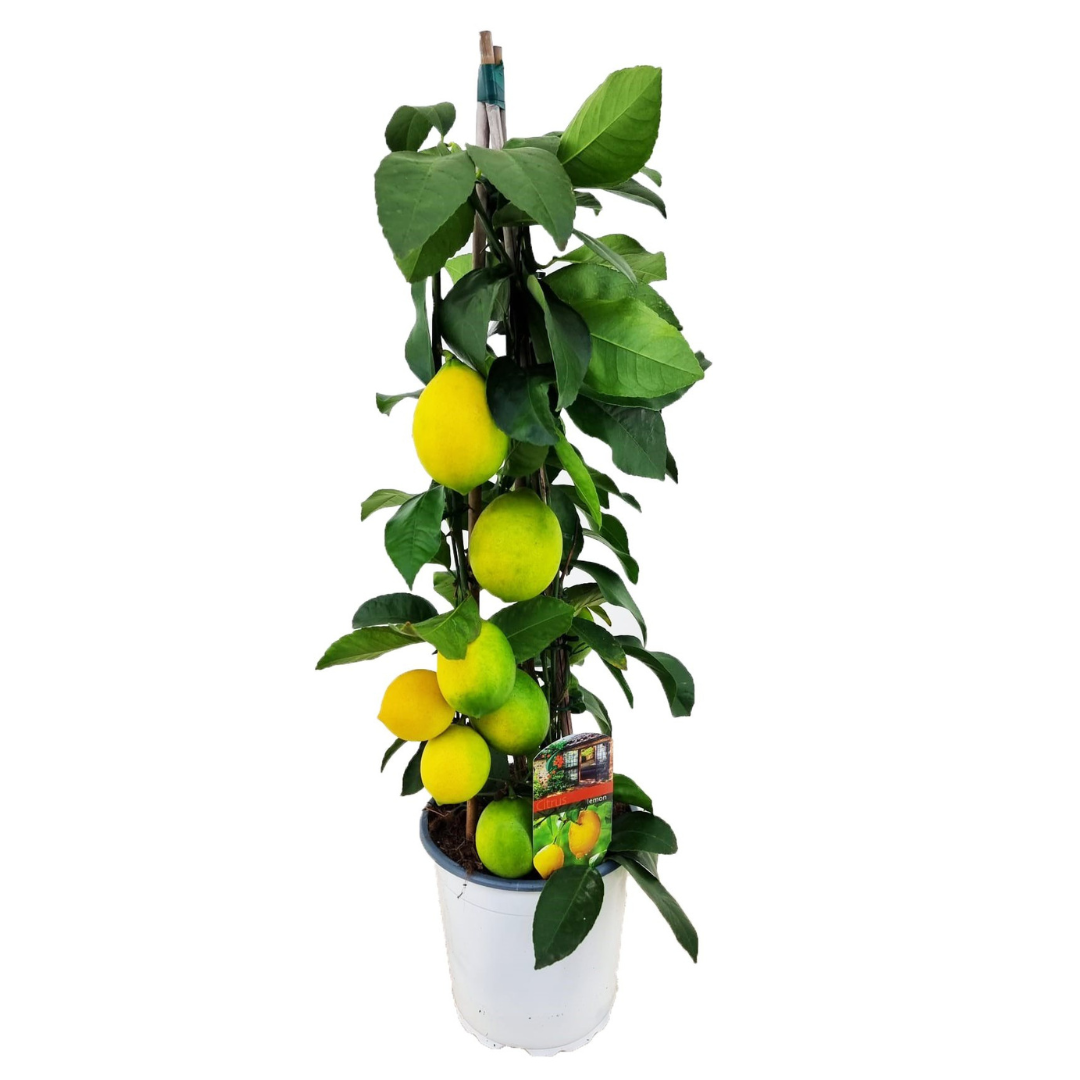 Árbol De Limón - Citrus Limon - Altura 60-65cm - ⌀17cm_0