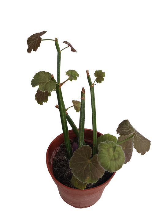 Pelargonium Tetragonum Geranio Suculenta Ø8_0