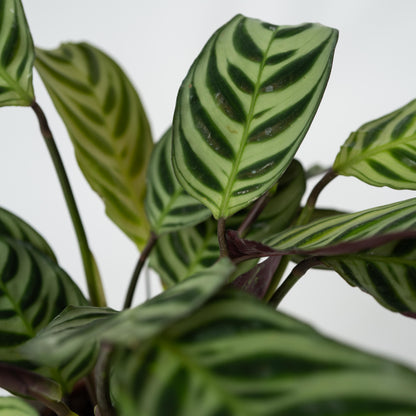 Planta De Oración - Ctenanthe 'amagris' - Altura 20-30cm - ⌀12cm