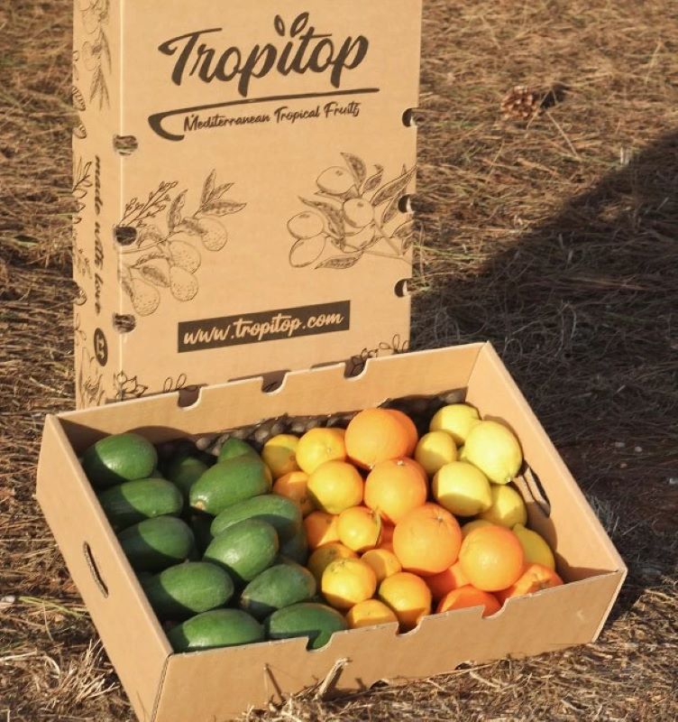 Pack 9kg- Aguacate Bacon (4kg), Mandarinas (2kg), Naranjas (2kg) Y Limones (1kg)_1