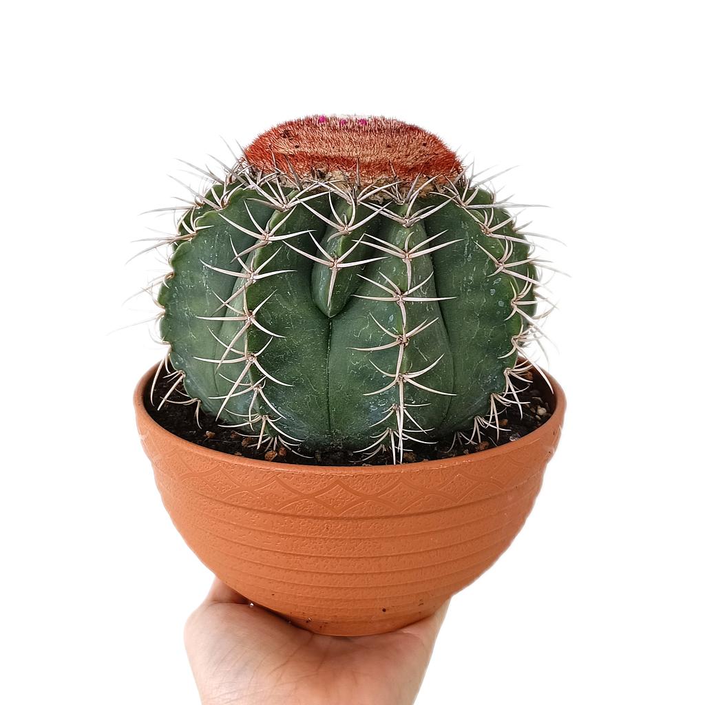 Melocactus Inconcinnus M17_0
