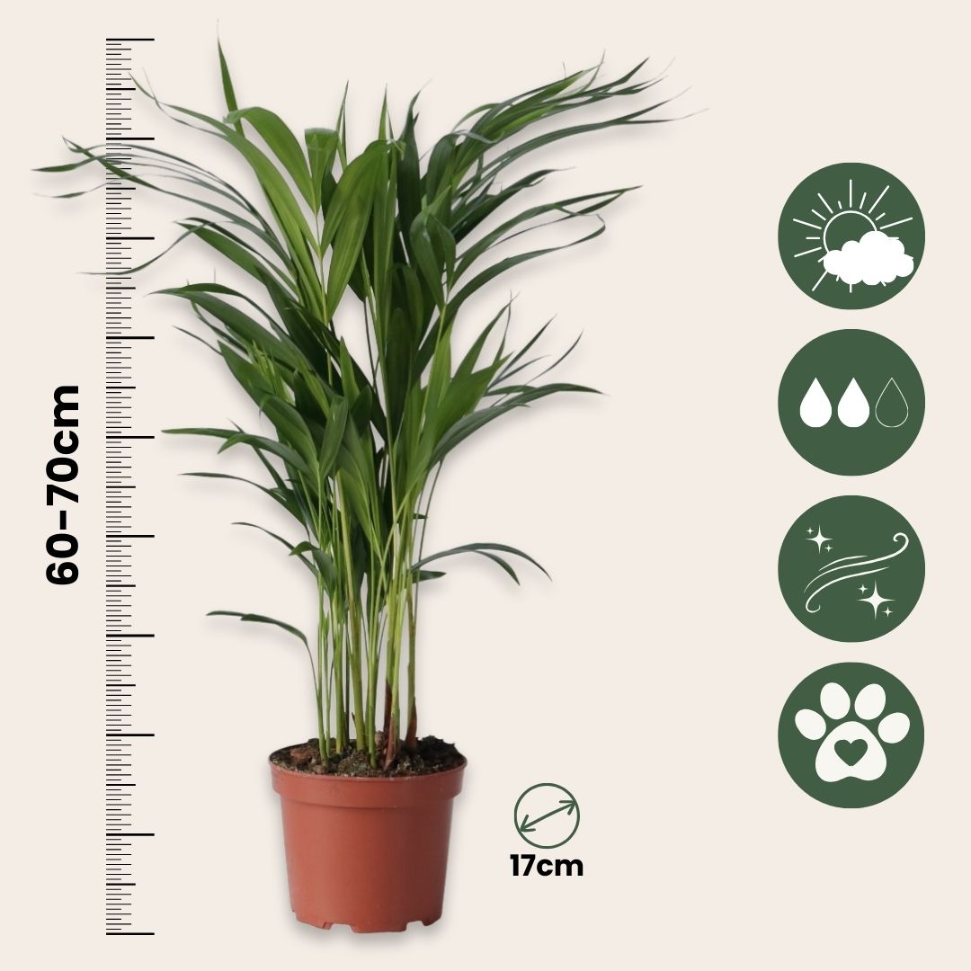 Palma Areca - 2 Pzs - Dypsis Lutescens - Altura 60-70cm - ⌀17cm_2