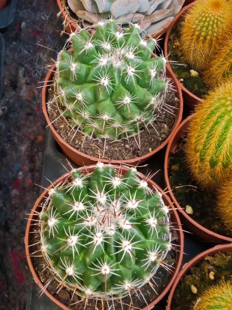 Cactus Coryphantha Cornifera Planta Ø8