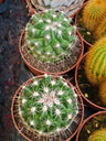 Cactus Coryphantha Cornifera Planta Ø8