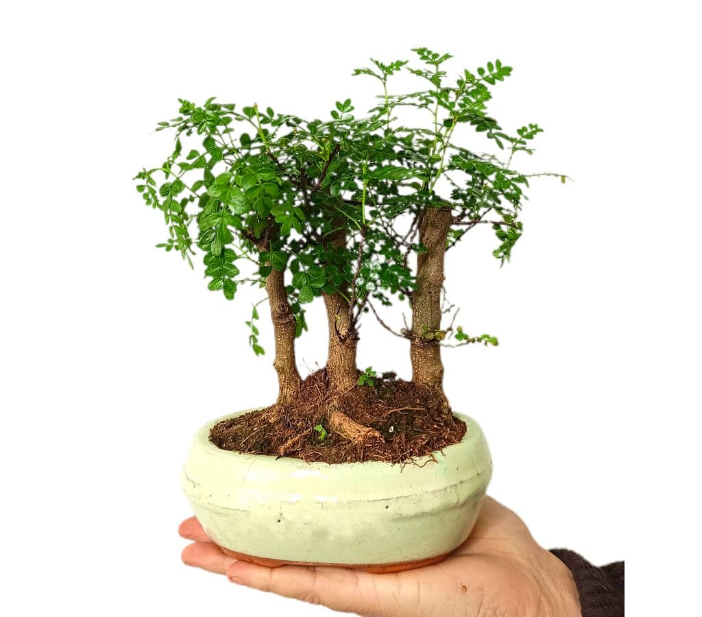 Bonsai Zanthoxylum Bosque 6 Años_0