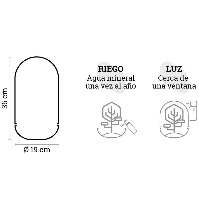 Terrario Madagascar Rain Ficus Ginseng Ø19 x 36 cm
