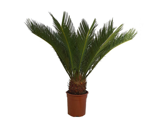 Cyca Revoluta M24 80cm