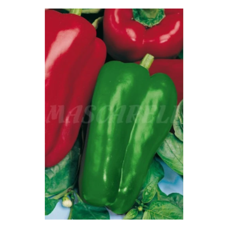 Semillas Pimiento Dulce De España_0