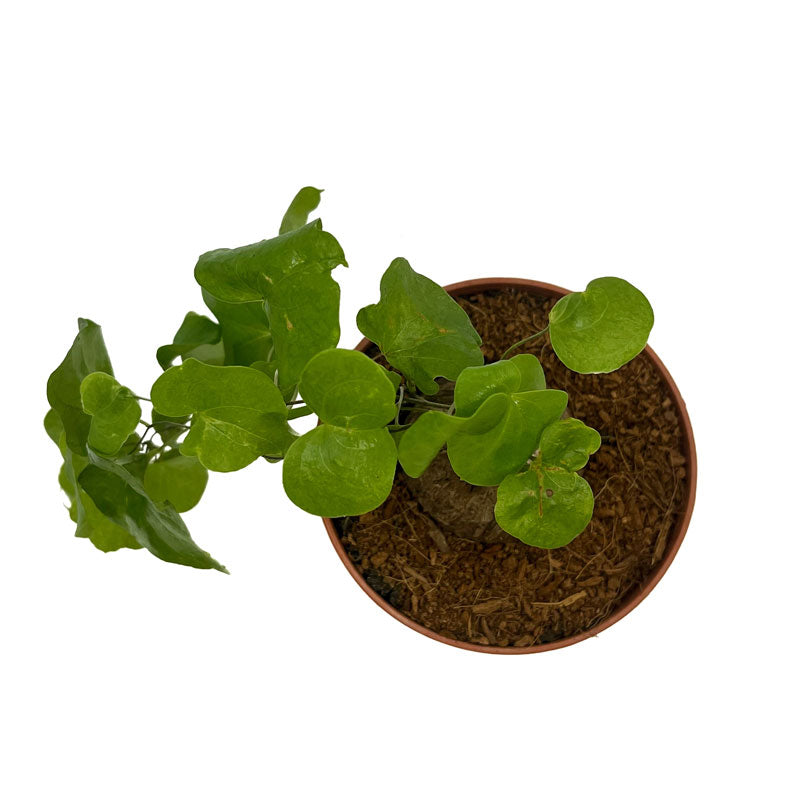 Dioscorea Elephantipes Cactus Y Suculentas M8,5 cm Ø_1