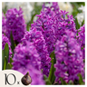 Bulbos De Jacinto - Set De 10 - Hyacinthus 'purple Voice' - Bulbos Florales