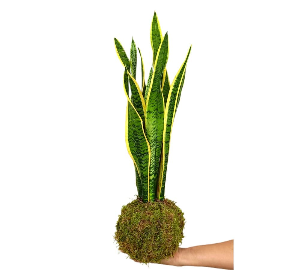 Kokedama Sansevieria 70cm_0