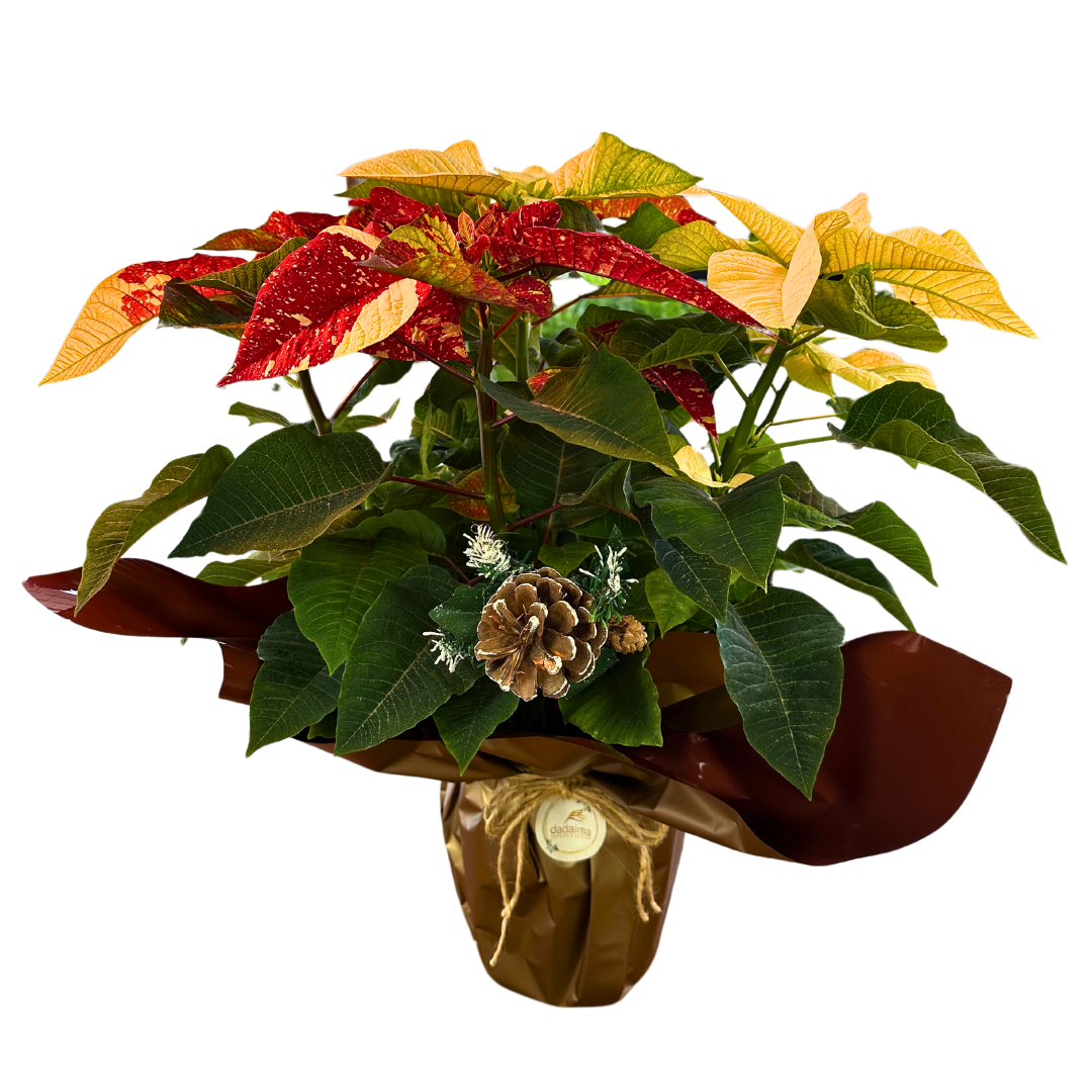 Poinsettia O Flor De Pascua Glitter M17 Decorada Navidad_0