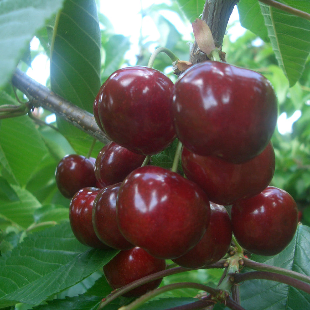 Cerezas del Bierzo. Recolectadas en los cerezos de Corullón. Caja de 2 kilos_4