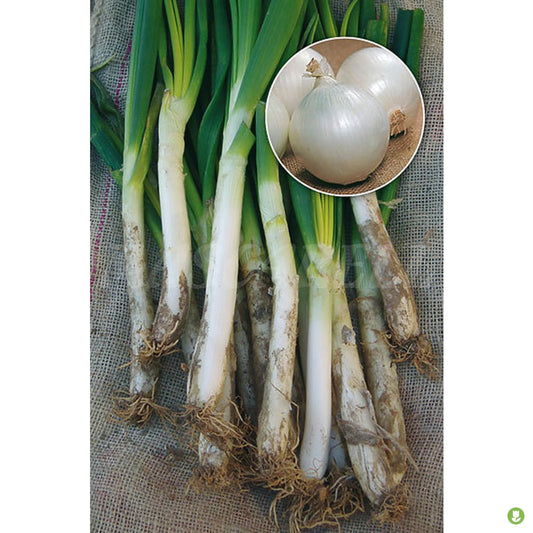Semillas Blanca Tardia (calçots) 3gm_0