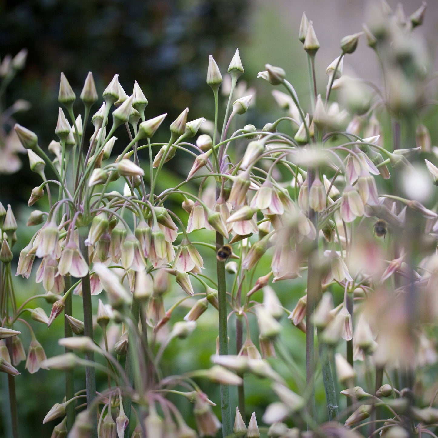 Allium Siculum - 30 Pzs - Allium 'nectaroscordum' - Bulbos De Flores - Rosa