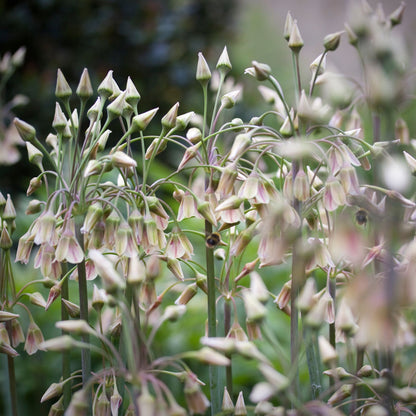 Allium Siculum - 30 Pzs - Allium 'nectaroscordum' - Bulbos De Flores - Rosa