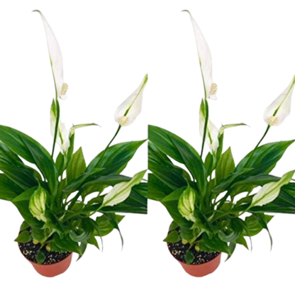 Pack 2 Plantas  Spathiphyllum - Planta De Lirio De Paz  En Maceta Ø9cm_0