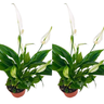 Pack 2 Plantas  Spathiphyllum - Planta De Lirio De Paz  En Maceta Ø9cm