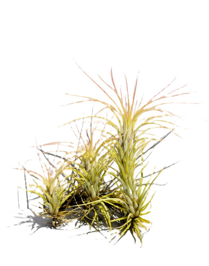 Tillandsia funckiana; tilandsia palmerita, planta del aire; Curiosarium; altura 10-12 cm, diámetro 6-8 cm_1