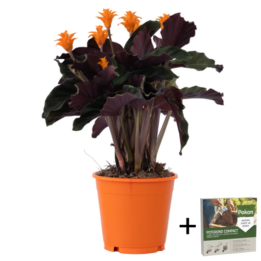 Flor De La Llama Eterna - Calathea Crocata 'tassmania' - Altura 40-50cm - ⌀14cm