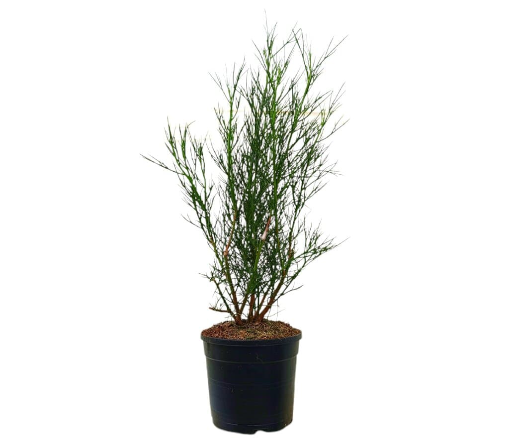 Alyogyne Hakeifolia M19 60-70cm_0