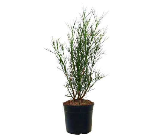Alyogyne Hakeifolia M19 60-70cm_0