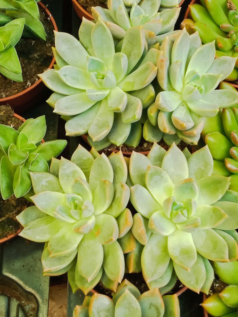 Suculentas Y Cactus Variedad #8 Planta Sin Id