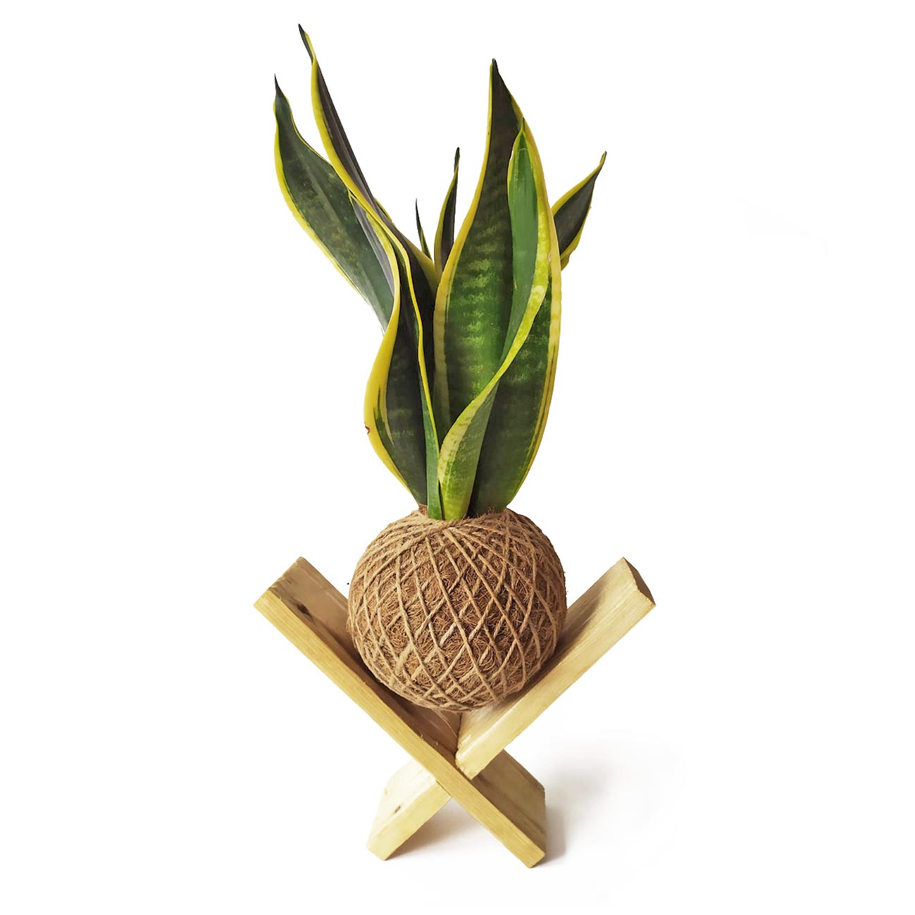 Kokedama Sansevieria Kokedamusl - Elaboración Artesanal Musgo Natural_1