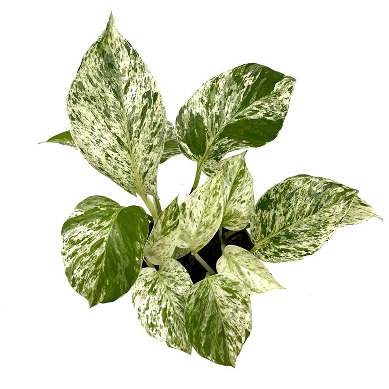 Epipremnum Aureum  ‘marble Queen’ Poto Blanco