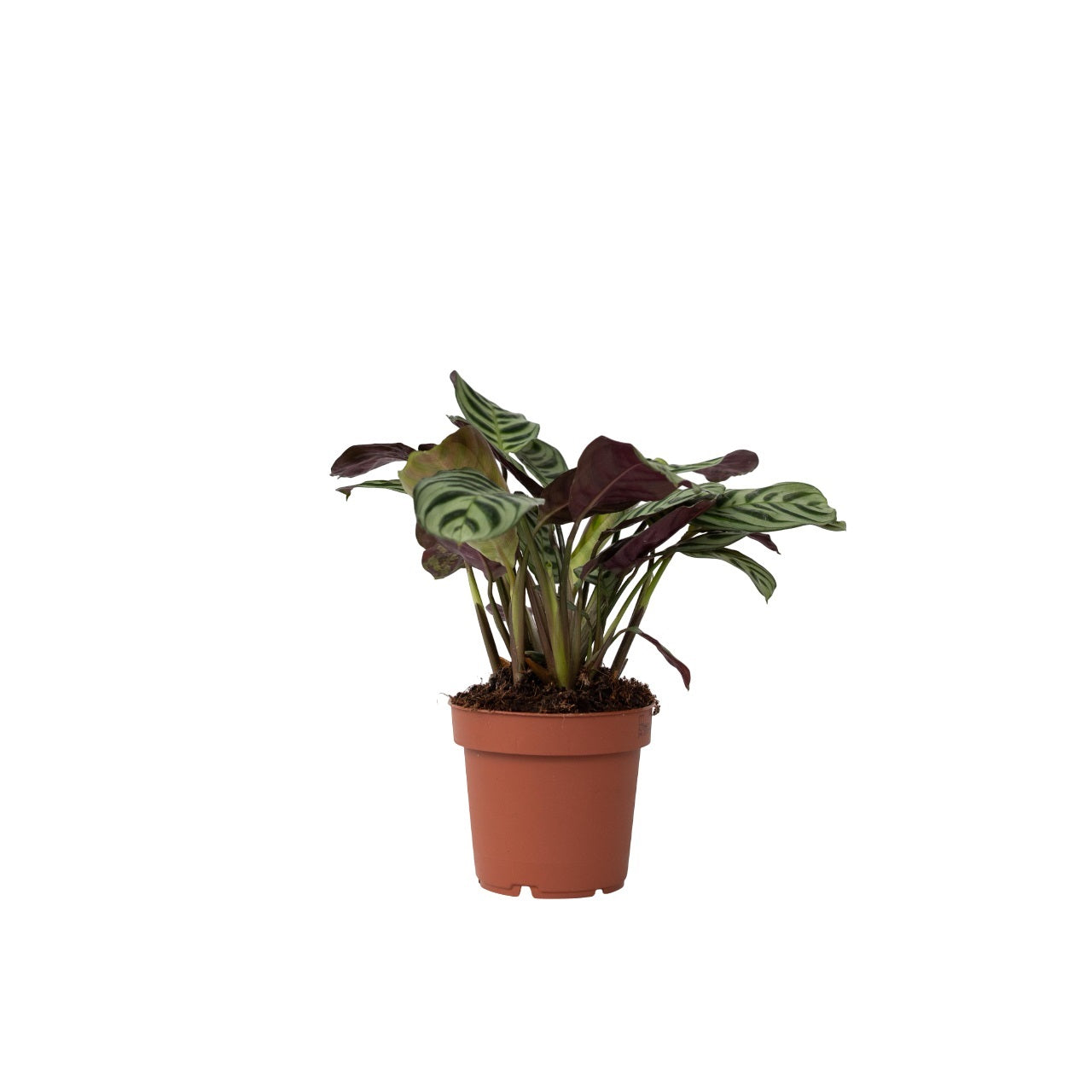 Planta De Oración - Ctenanthe 'amagris' - Altura 20-30cm - ⌀12cm_0