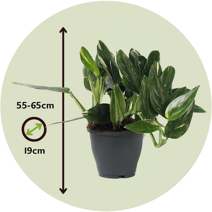 Filodendro - Philodendron Cobra - Altura 55-65cm - ⌀19cm
