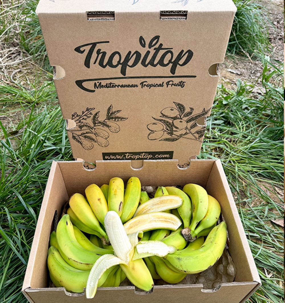 Caja De Plátanos De Canarias Tropitop Caja De 2kg_1