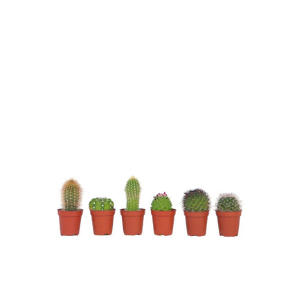 Cactaceae - 60 Pzs - Cactus - Altura 5-10cm - ⌀55cm