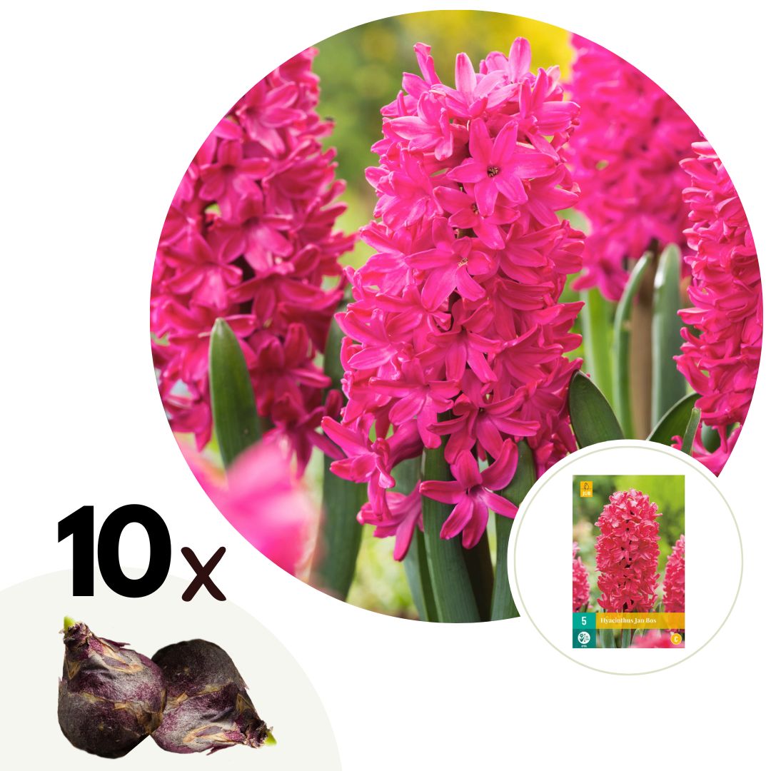 Jacinto - 10 Pzs - Hyacinthus 'jan Bos' - Bulbos De Flores - Rojo_0
