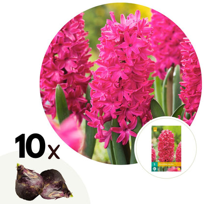 Jacinto - 10 Pzs - Hyacinthus 'jan Bos' - Bulbos De Flores - Rojo_0