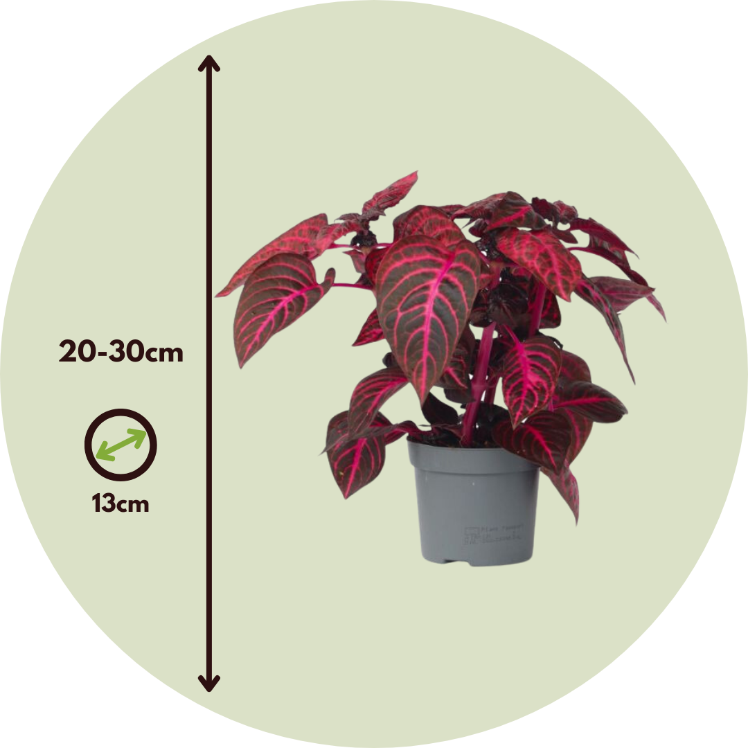 Iresina - 2 Pzs - Iresine Herbstii - Altura 20-30cm - ⌀13cm_2
