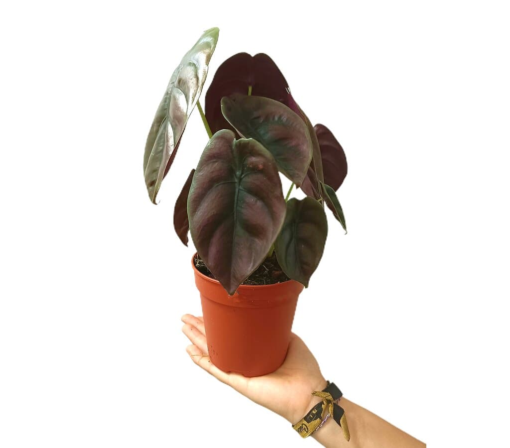 Alocasia Cuprea Red M12 25cm_0