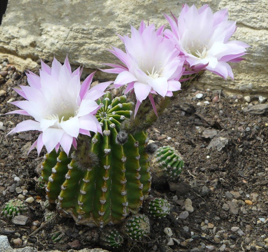 Cactus Echinopsis Oxygona (cactus Erizo Americano). Maceta Grande (17cm.)._2