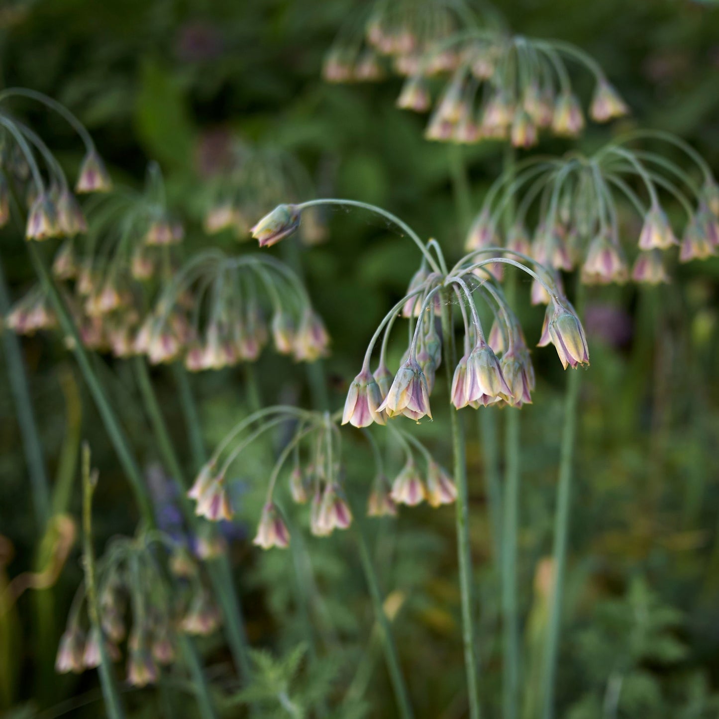 Allium Siculum - 30 Pzs - Allium 'nectaroscordum' - Bulbos De Flores - Rosa